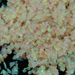 Frozen Peach Crushed Opal