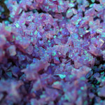 Cheshire Crushed Opal
