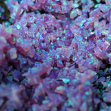 Cheshire Crushed Opal