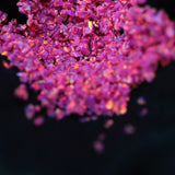Fuchsia Crushed Opal