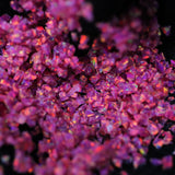 Fuchsia Crushed Opal