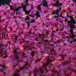 Fuchsia Crushed Opal