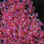Hibiscus Crushed Opal
