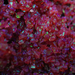 Hibiscus Crushed Opal