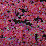 Hibiscus Crushed Opal