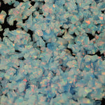 Odyssey Crushed Opal