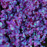 Sleepy Lavender Crushed Opal